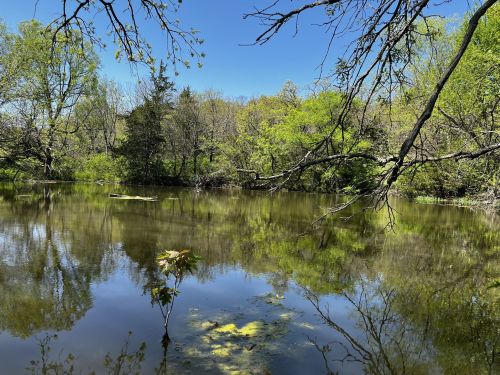 A serene pond surrounded by lush greenery, reflecting trees and blue sky on a sunny day.