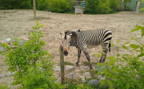 A zebra stands in a sandy enclosure surrounded by greenery and rocks.