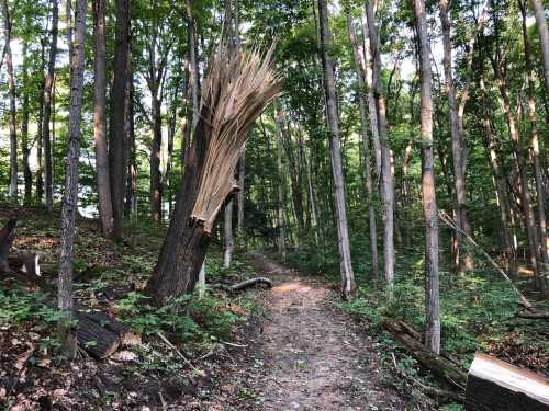 A broken tree with splintered branches stands beside a dirt path in a lush, green forest.