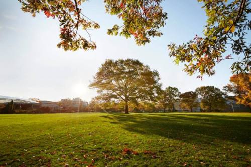 A sunny park scene with a large tree casting shadows on a green lawn, surrounded by autumn foliage.