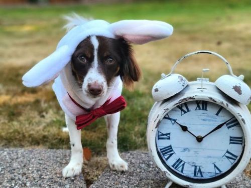 A dog wearing bunny ears and a bow tie stands next to a vintage alarm clock on the grass.