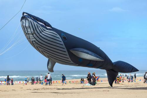 A large inflatable whale kite flying over a beach with people and colorful flags in the background.