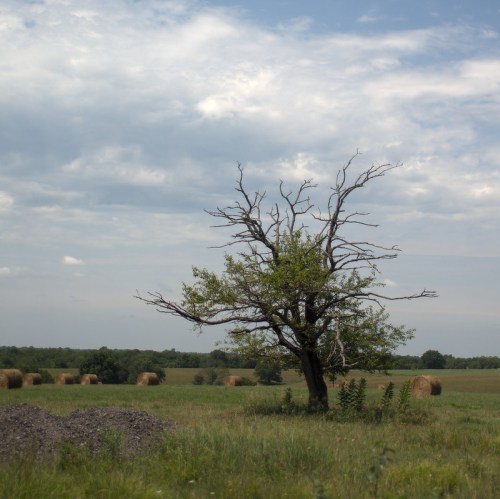 A solitary tree with sparse leaves stands in a grassy field, surrounded by hay bales under a cloudy sky.