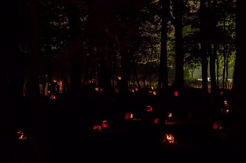 A dark forest illuminated by glowing jack-o'-lanterns scattered among the trees.