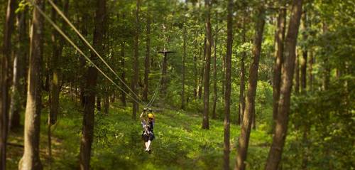 A person zip-lining through a lush green forest, surrounded by tall trees and sunlight filtering through the leaves.
