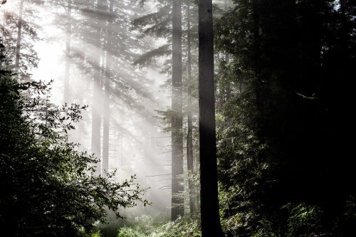 Sunlight filters through misty trees in a dense forest, creating a serene and ethereal atmosphere.