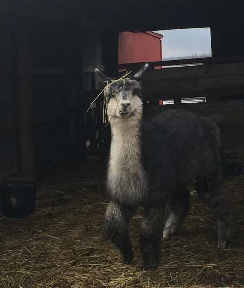 A llama standing in a barn, with hay sticking out of its mouth, surrounded by straw on the ground.