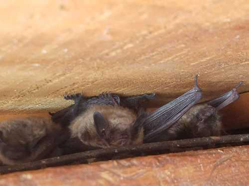 Three bats hanging upside down from a wooden surface, with their wings partially spread and fur visible.