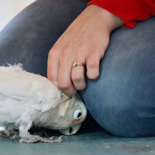 A close-up of a person’s hand petting a small white bird while sitting on the floor.