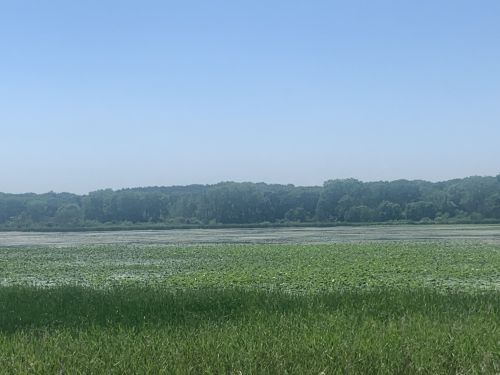 A serene landscape featuring a calm lake surrounded by lush greenery and trees under a clear blue sky.