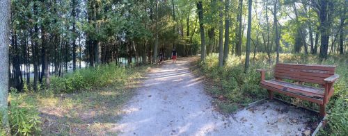 A serene forest path with a wooden bench, surrounded by trees and greenery, leading towards a lake in the distance.