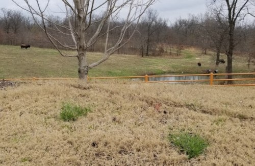 A grassy field with a bare tree, a pond, and cows grazing in the background under a cloudy sky.