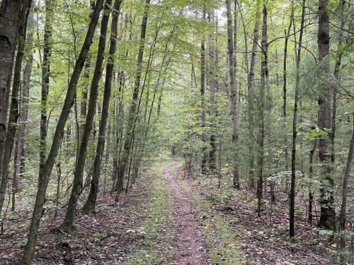 A winding dirt path through a lush green forest with tall trees and soft undergrowth.