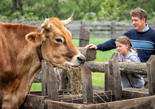 A man and a girl observe a cow eating hay from a wooden feeder in a green pasture.