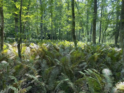 Lush green forest with tall trees and a dense undergrowth of ferns, creating a serene natural landscape.