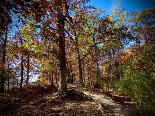A winding path through a forest with trees displaying autumn foliage under a clear blue sky.