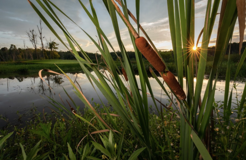 A serene landscape featuring tall grasses and cattails by a reflective pond at sunset, with a warm glow in the sky.