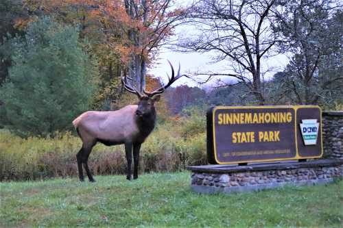 A bull elk stands near the Sinnemahoning State Park sign, surrounded by autumn foliage and trees.