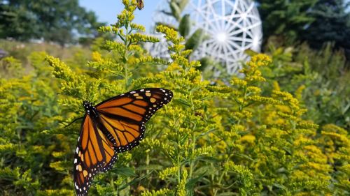 A monarch butterfly perched on yellow flowers, with a geometric sculpture in the background.