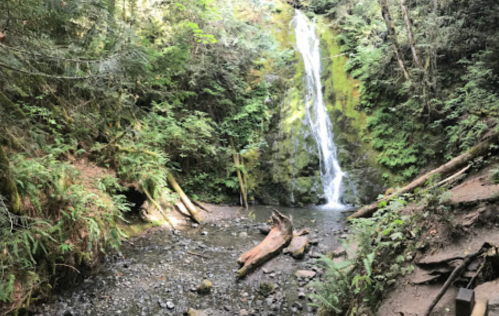 A serene forest scene featuring a waterfall cascading into a rocky pool, surrounded by lush greenery and moss-covered rocks.