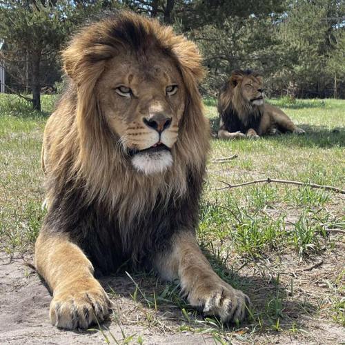 A close-up of a lion resting in a grassy area, with another lion lounging in the background.