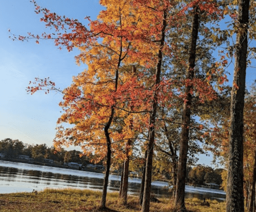 Autumn trees with vibrant orange and red leaves by a calm lake under a clear blue sky.