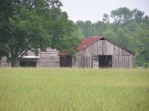 A weathered barn and shed surrounded by tall grass and trees in a rural landscape.