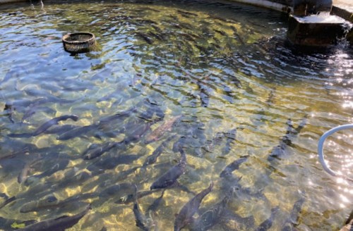 A clear pond filled with various fish swimming in sunlight, with a fountain and a circular filter in the center.