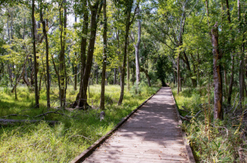 A wooden boardwalk winding through a lush green forest with tall trees and vibrant undergrowth.