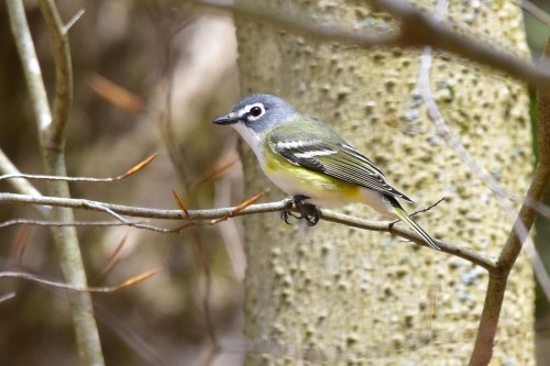 A small bird with a blue-gray head and yellow underparts perched on a branch in a forest setting.