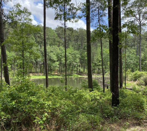 Lush green forest with tall trees surrounding a calm pond under a partly cloudy sky.