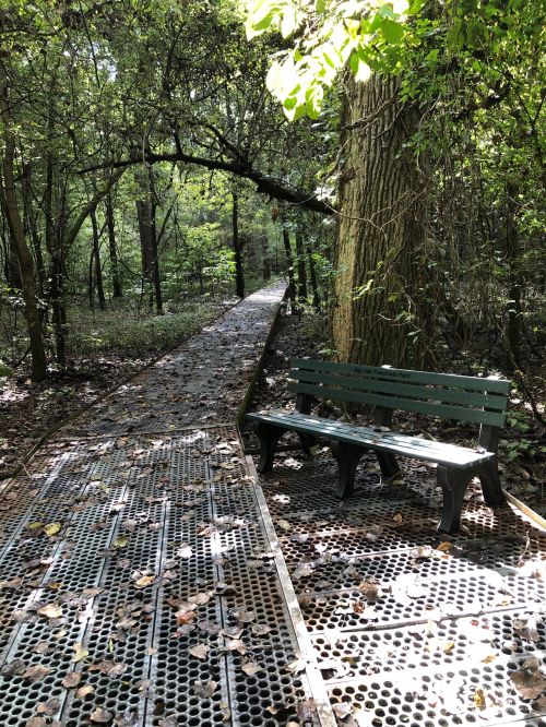 A green bench sits beside a wooded path, surrounded by trees and fallen leaves on a sunny day.