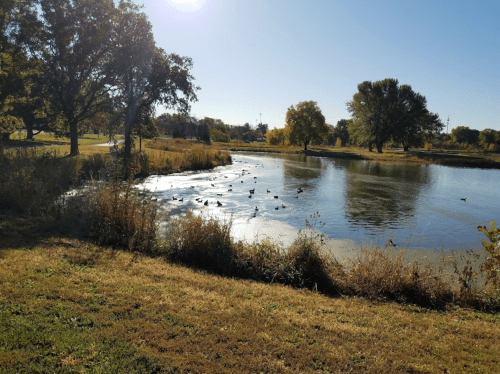 A serene pond surrounded by trees, with ducks swimming and autumn foliage reflecting in the water.