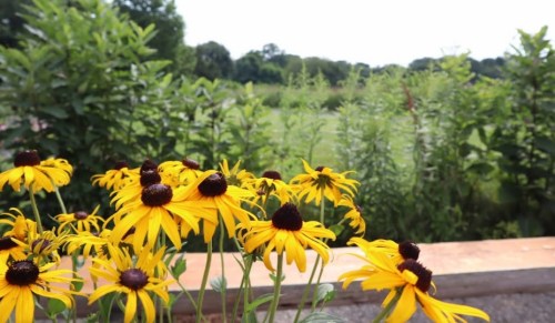 A cluster of vibrant yellow flowers with dark centers in a garden, surrounded by lush greenery and a distant landscape.