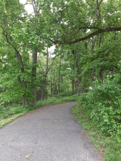 A winding path through a lush green forest, surrounded by trees and foliage.
