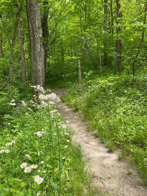 A winding dirt path through a lush green forest, bordered by wildflowers and dense foliage.