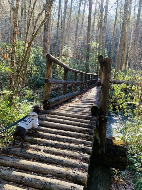 A small dog in a sweater stands on a wooden bridge in a lush, green forest with tall trees.