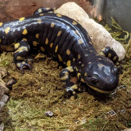 A black salamander with yellow spots resting on moss and rocks in a terrarium.