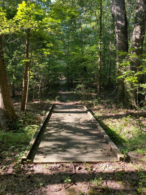 A wooden path leads through a lush green forest, surrounded by tall trees and dappled sunlight.