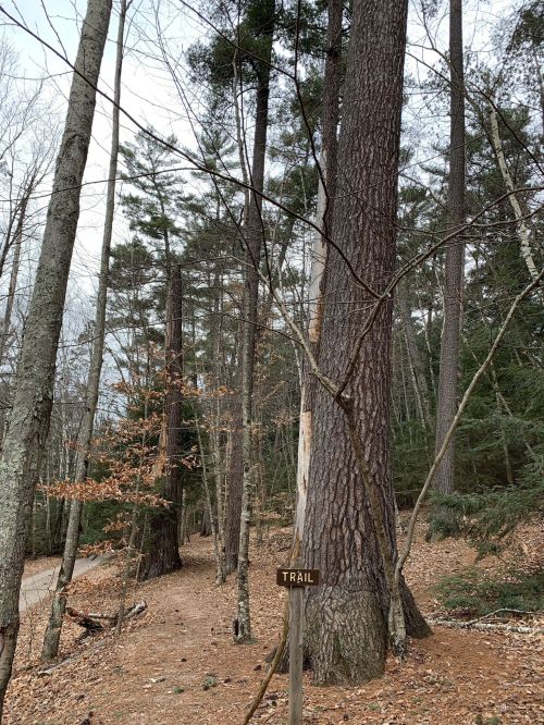 A wooded trail with tall trees and a sign labeled "TRAIL" amidst fallen leaves and sparse underbrush.