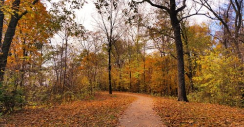 A winding path through a forest with vibrant autumn foliage and fallen leaves on the ground.