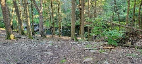A serene forest scene with tall trees, a clear stream, and a rocky path leading to the water's edge.