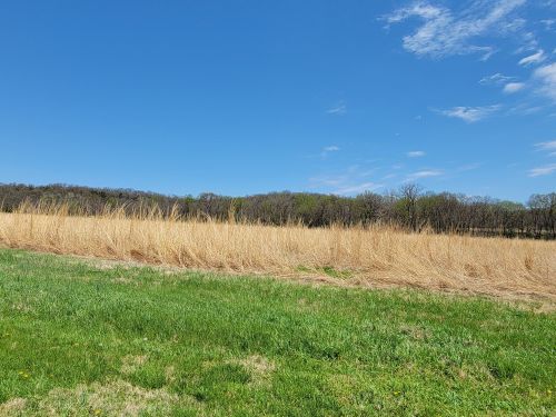 A sunny landscape featuring tall golden grass and a green field under a clear blue sky with distant trees.