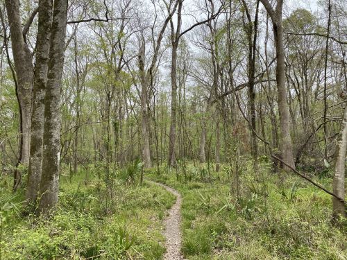 A winding path through a lush, green forest with tall trees and underbrush.