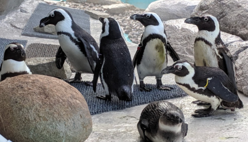A group of seven penguins standing on rocks, with one penguin sitting on the ground in front.