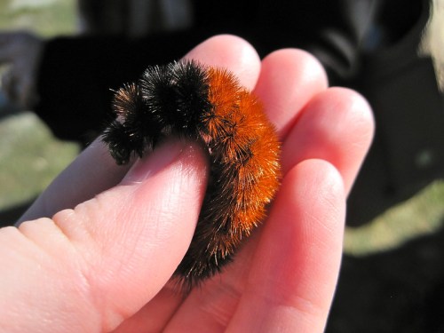 A person holds a fuzzy, orange and black caterpillar in their hand, showcasing its vibrant colors and texture.