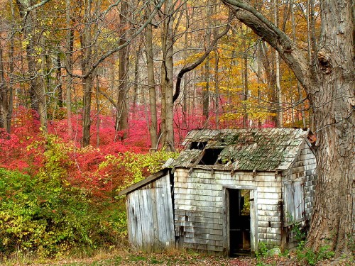 An old, weathered shed surrounded by vibrant autumn foliage in a forest.