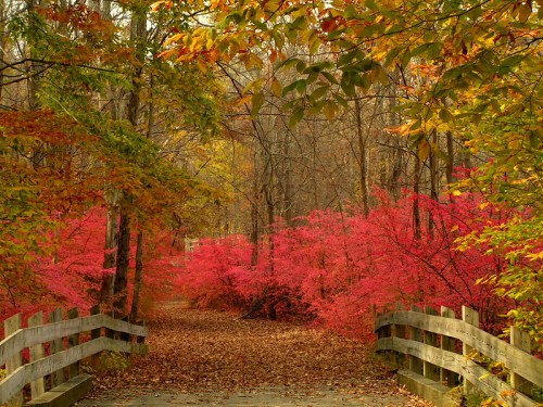 A serene forest path lined with vibrant autumn foliage, featuring bright pink and orange leaves and a wooden bridge.