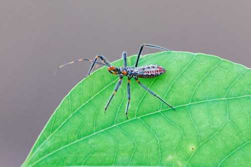 A colorful spider perched on a large green leaf, showcasing intricate patterns on its body.