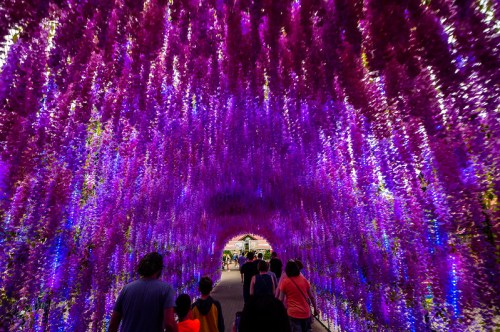 A vibrant purple flower tunnel with people walking through, illuminated by soft blue lights.